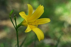 Hemerocallis lilioasphodelus