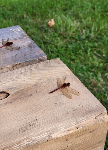 Autumn Meadowhawk