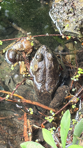 American Bullfrog