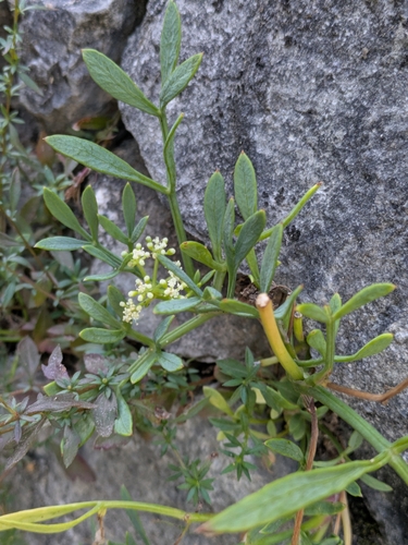 rock samphire