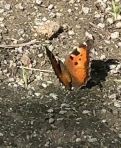 California Tortoiseshell