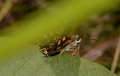 Trapezitinae