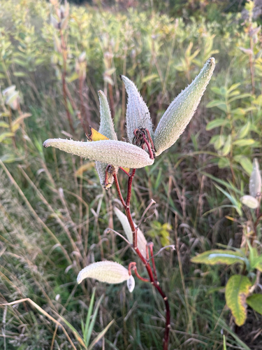 common milkweed