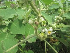 Solanum pseudolulo