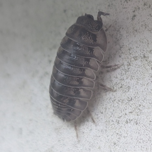 Nosy Pill Woodlouse