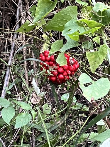 Jack-in-the-Pulpit