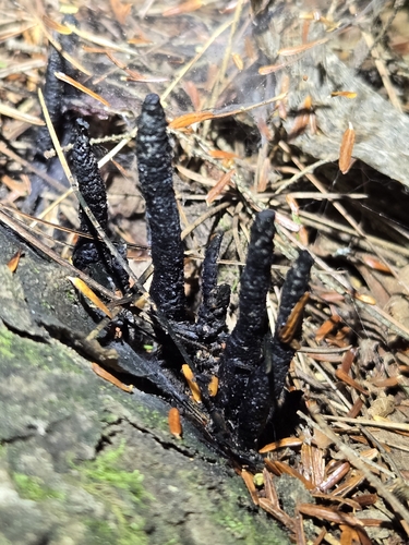 Xylaria cornu-damae