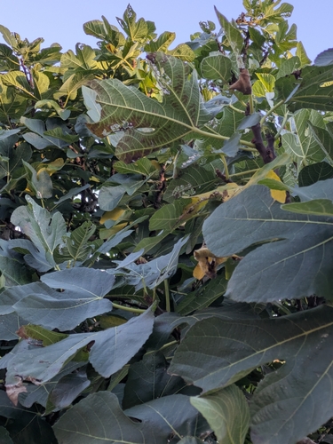 common fig