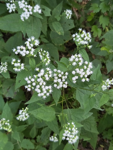 white snakeroot
