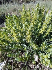 Thymelaea sanamunda