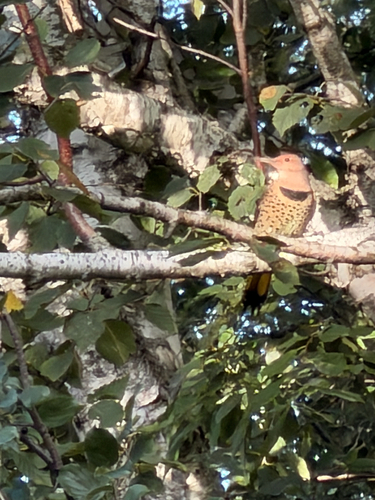 Northern Flicker