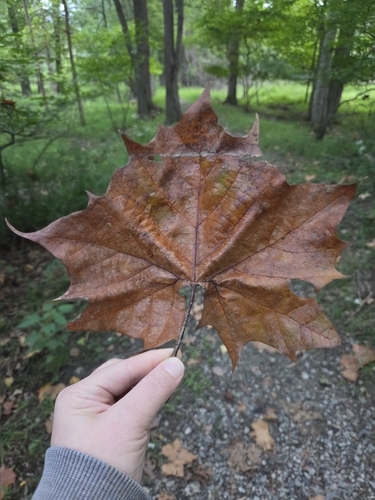 American sycamore