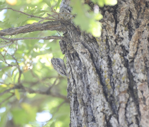 Brown Creeper