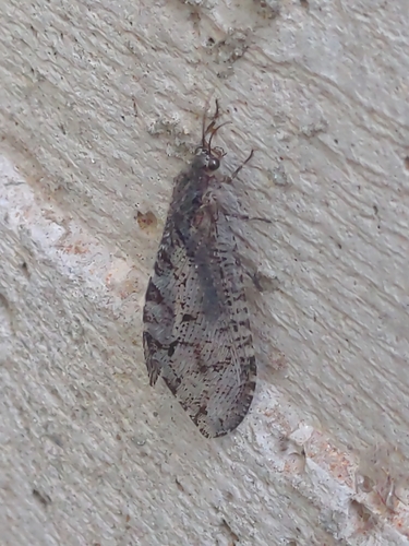 Polystoechotes punctata