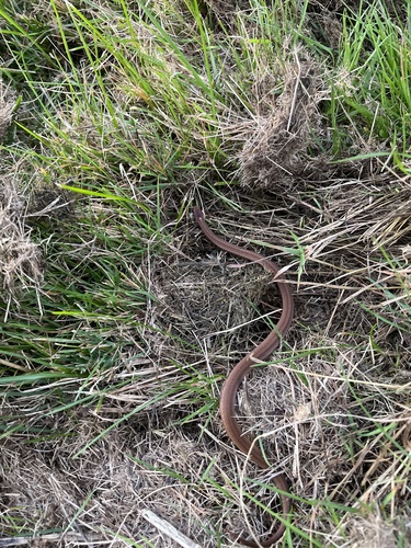 Red-bellied Snake