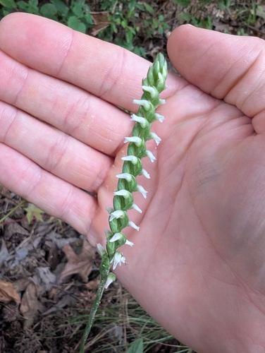 Oval Ladies' Tresses