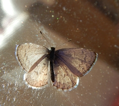Celastrina lucia