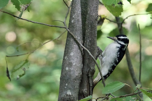 Hairy Woodpecker