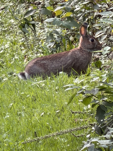 Eastern Cottontail
