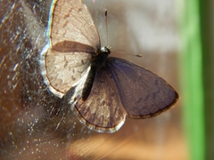 Celastrina lucia