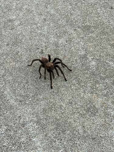 Texas Brown Tarantula