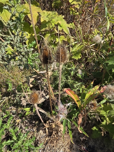 wild teasel