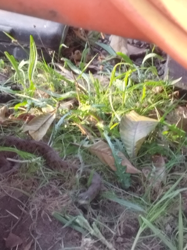 Iberian Grass Snake