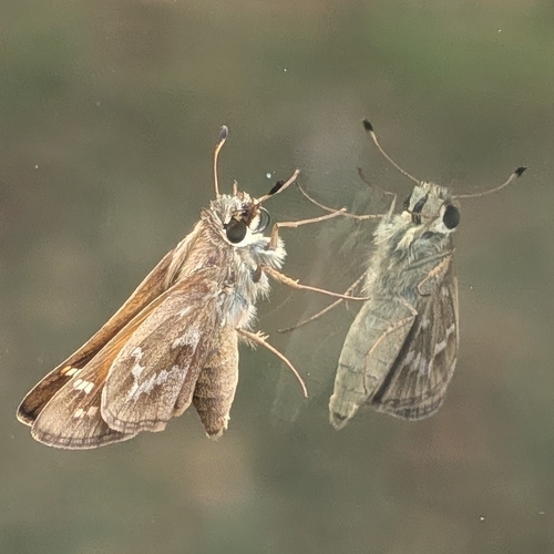 Huron Skipper