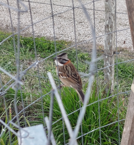 Rufous-collared Sparrow