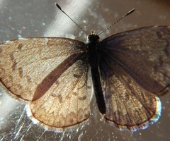 Celastrina lucia