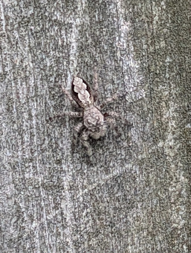 Tan Jumping Spider