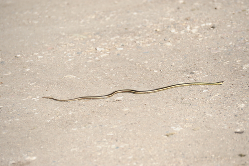 Common Garter Snake