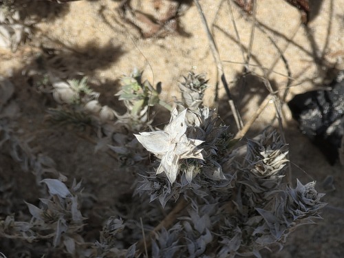 Crucianella maritima, photograph 2