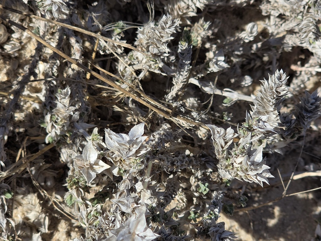Crucianella maritima; photograph (c) Cesar Ormazabal, some rights reserved (CC BY)