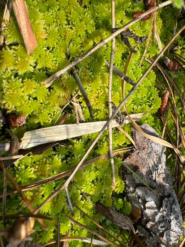 Sphagnum tenerum observed 2026-06-09