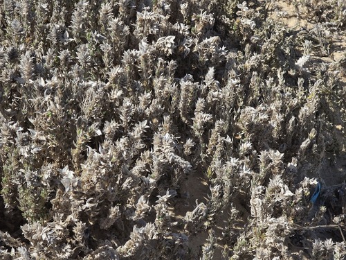 Crucianella maritima, photograph 5