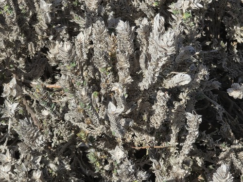 Crucianella maritima, photograph 3