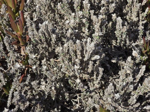 Crucianella maritima, photograph 4