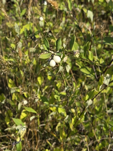 Common Snowberry