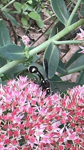 Fraternal Potter Wasp