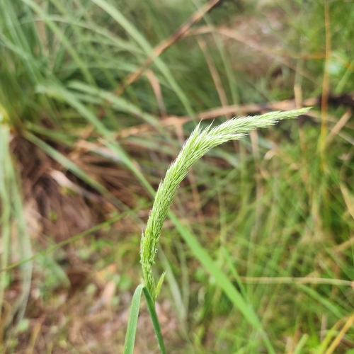 Calamagrostis quadriseta, 2026-09-23