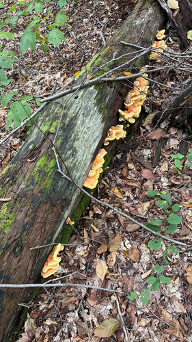 chicken of the woods