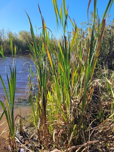 Typha latifolia, photograph 6