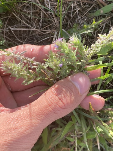 Verbena bracteata