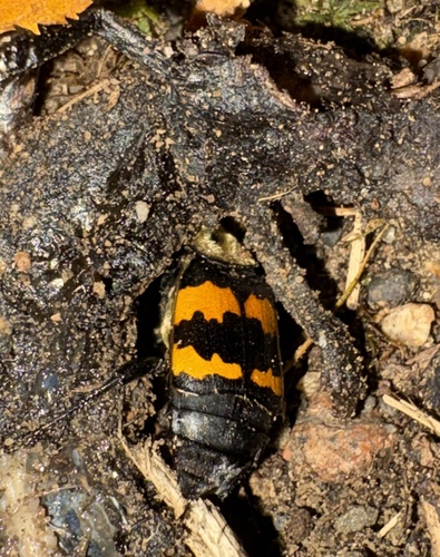 Tomentose Burying Beetle