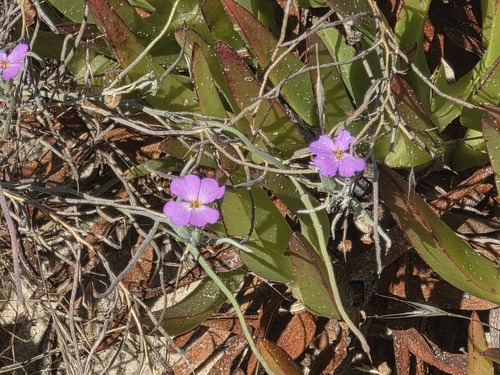 Marcus-Kochia littorea, photograph 4
