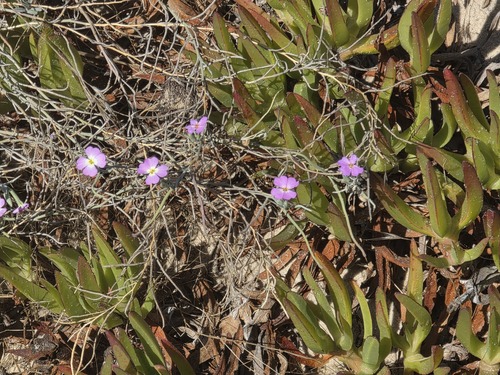 Marcus-Kochia littorea, photograph 5