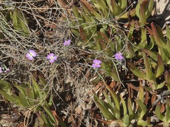 Marcus-Kochia littorea, photograph (c) Cesar Ormazabal, some rights reserved (CC BY)