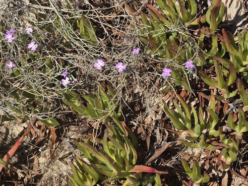 Marcus-Kochia littorea, photograph 6