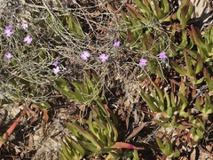 Marcus-Kochia littorea, photograph (c) Cesar Ormazabal, some rights reserved (CC BY)